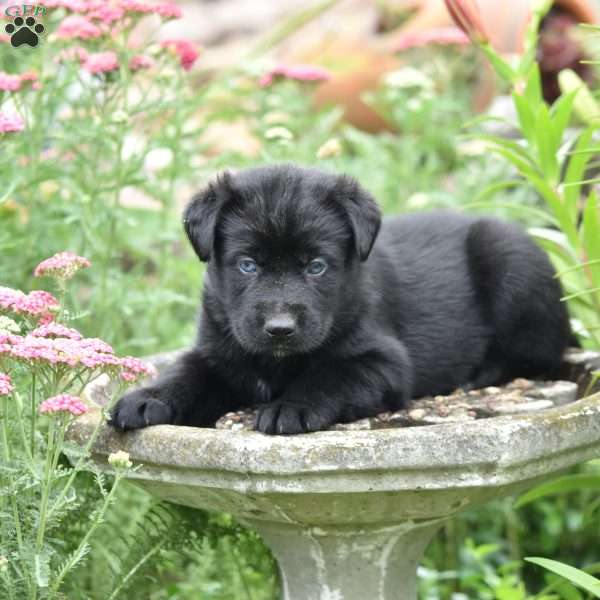 Cadburry, Labrador Mix Puppy